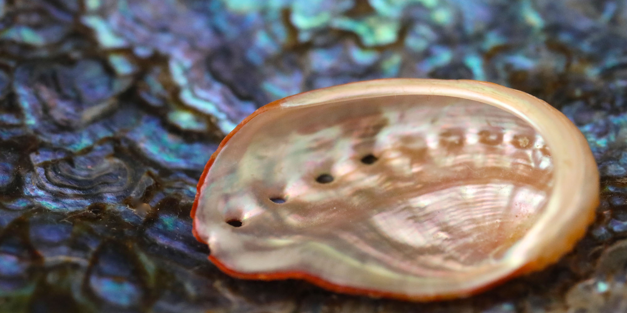 The Kennedys The Kennedys