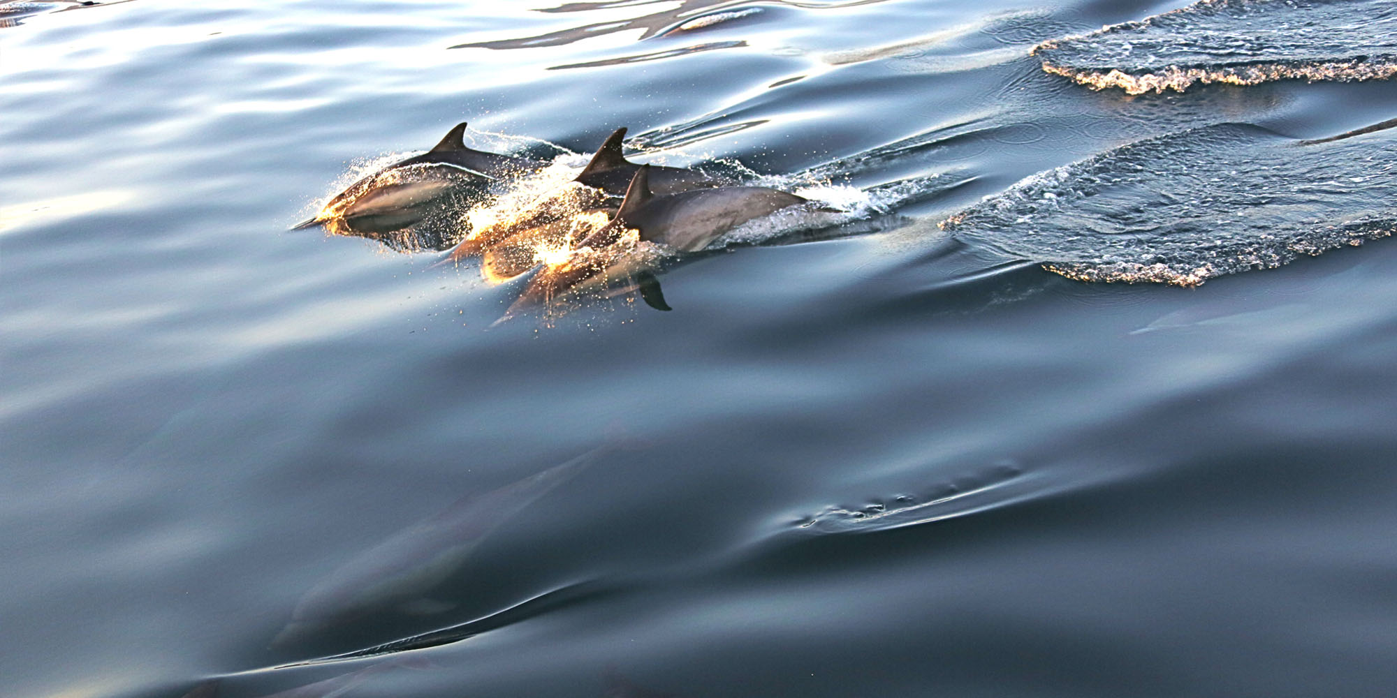 The Kennedys The Kennedys